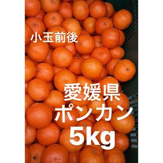 愛媛県産　ポンカン　柑橘　5kg(フルーツ)