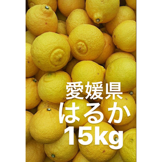 愛媛県産　はるか　柑橘　15kg(フルーツ)