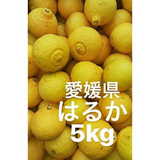 愛媛県産　はるか　柑橘　5kg(フルーツ)