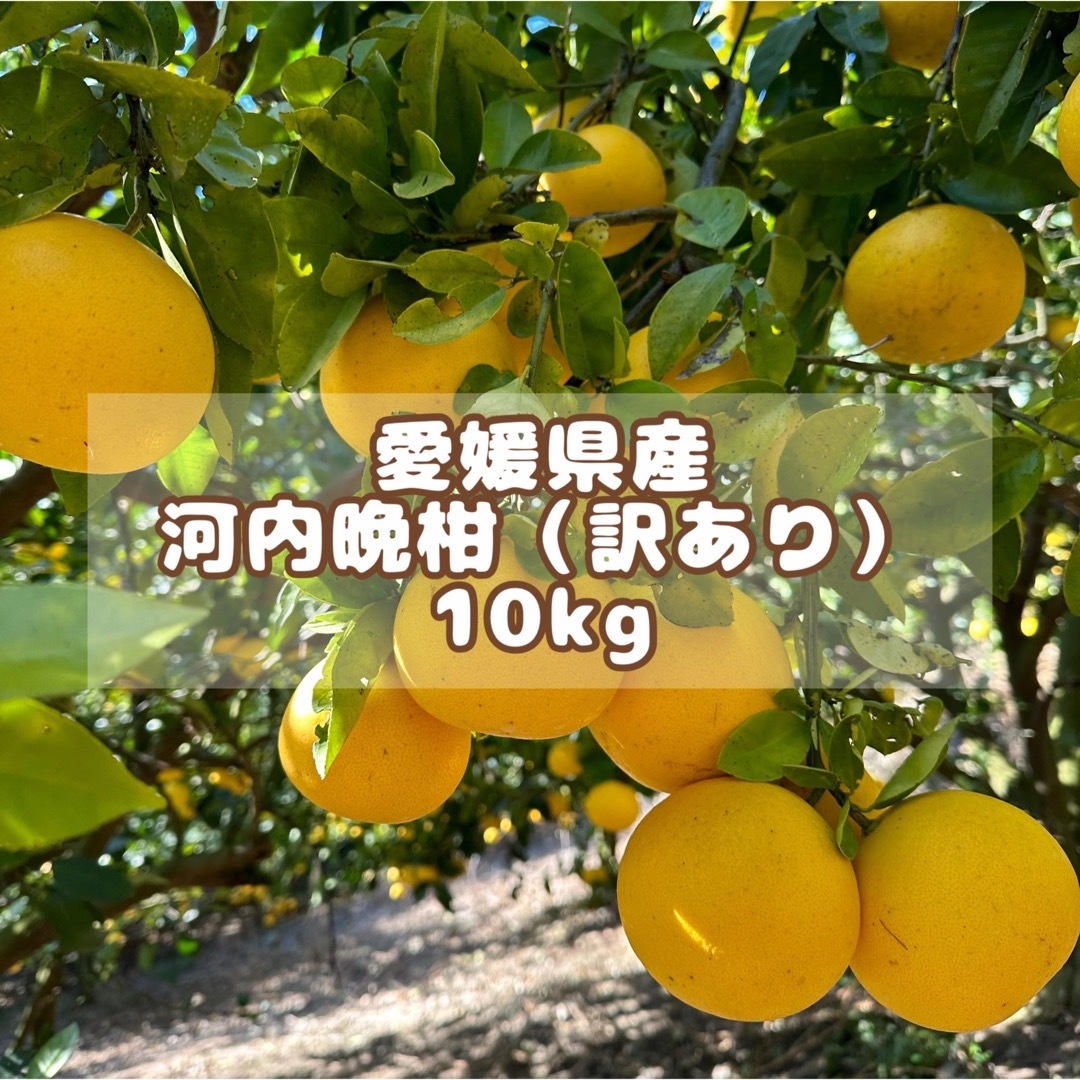 愛媛県産河内晩柑訳あり10kg 食品/飲料/酒の食品(フルーツ)の商品写真