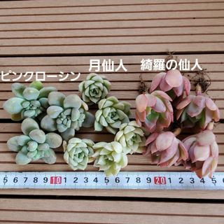 多肉植物『３種類セット』まとめ売り(その他)