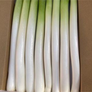 カット白長ネギ20本程度　　コンパクトボックス(野菜)