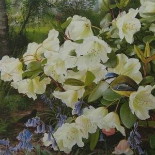 Raymond Booth、Rhododendron'Cowslip'(絵画/タペストリー)