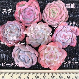 SALE❣️ パステル系のピンク　厳選美苗　多肉植物　エケベリア　7点セット(その他)