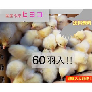 【地域限定送料無料】国産冷凍ヒヨコ 60羽入@北日本・沖縄は別途送料(ペットフード)