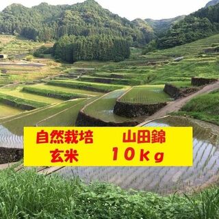 【２月セール】自然栽培「山田錦」玄米　１０ｋｇ(米/穀物)