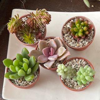 おまとめ中！39SALE！多肉植物^o^ カット苗5種セット(その他)