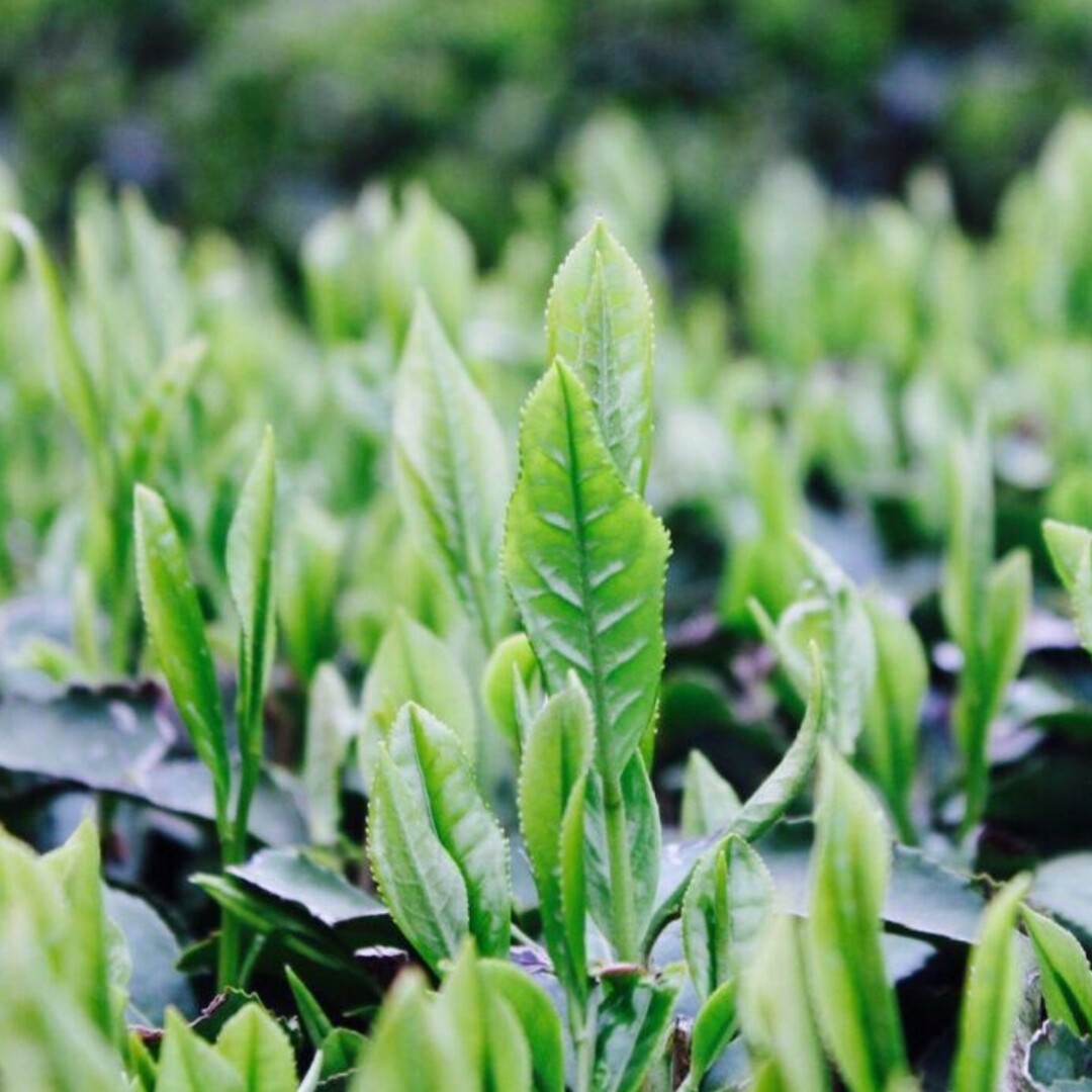 粉末ほうじ茶【もて茶って】５００g 　無添加 　無糖　ほうじ茶ラテ 食品/飲料/酒の飲料(茶)の商品写真