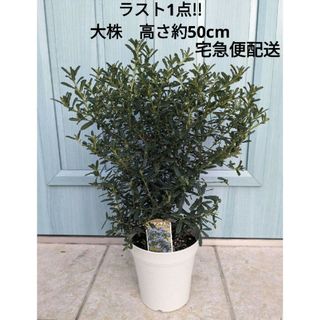 瑠璃色の花が無数に咲く　☘　セアノサス　パシフィックブルー　☘　苗(その他)