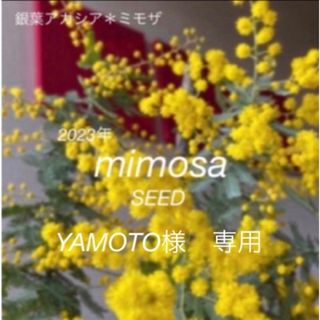 YAMOTOさま専用❤︎種　ミモザ銀葉アカシア　60粒(その他)