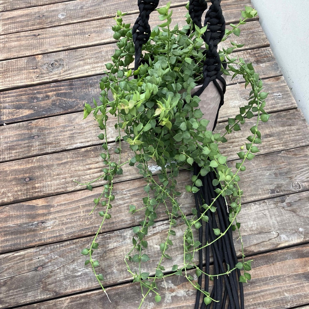 観葉植物ディスキディア　ミリオンハート　吊り縄付き ハンドメイドのフラワー/ガーデン(その他)の商品写真