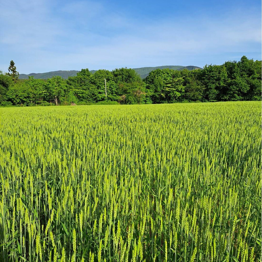 令和5年青森県階上産小麦粉強力粉500g×2 食品/飲料/酒の食品(米/穀物)の商品写真