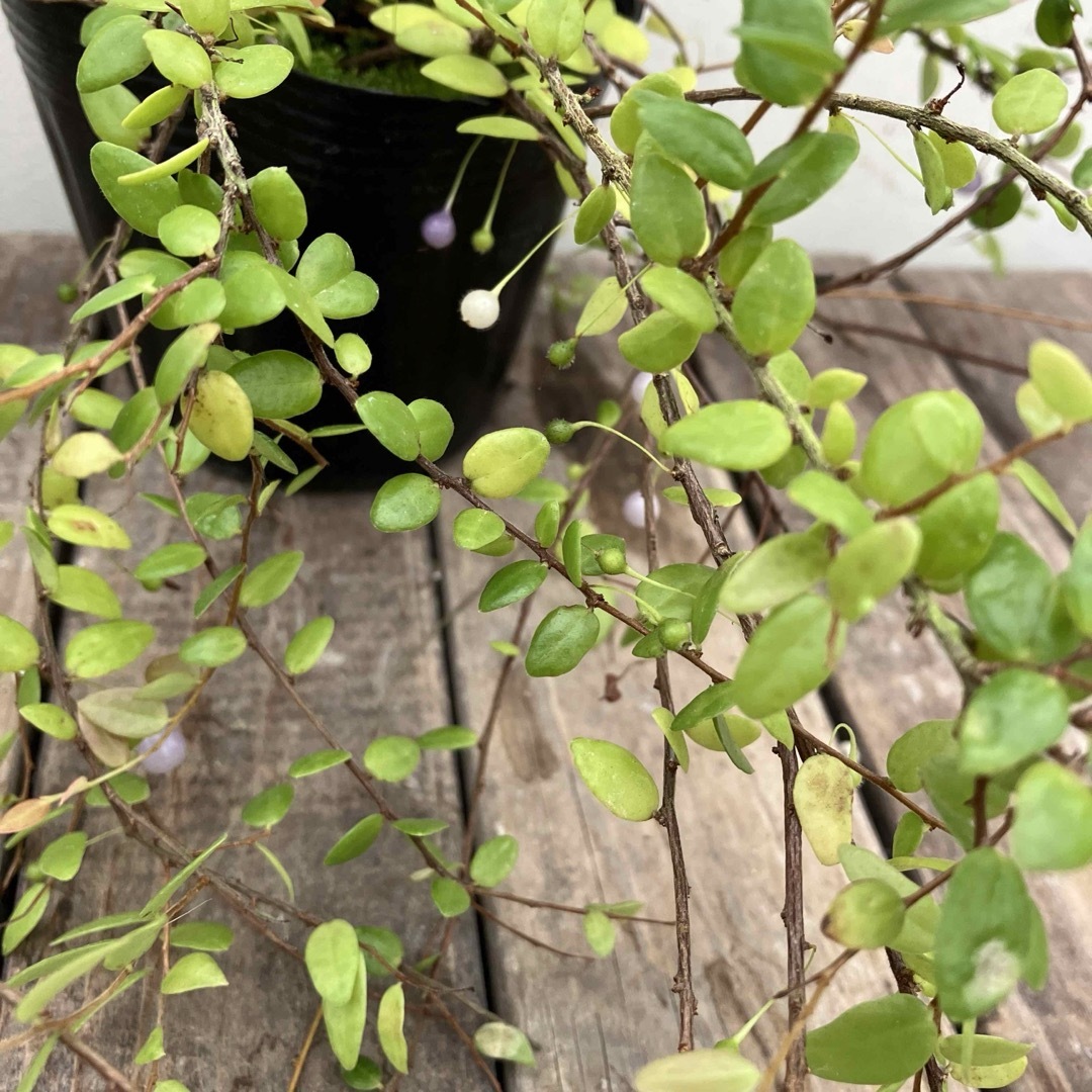 花苗　真珠コケモモ　実付き ハンドメイドのフラワー/ガーデン(その他)の商品写真