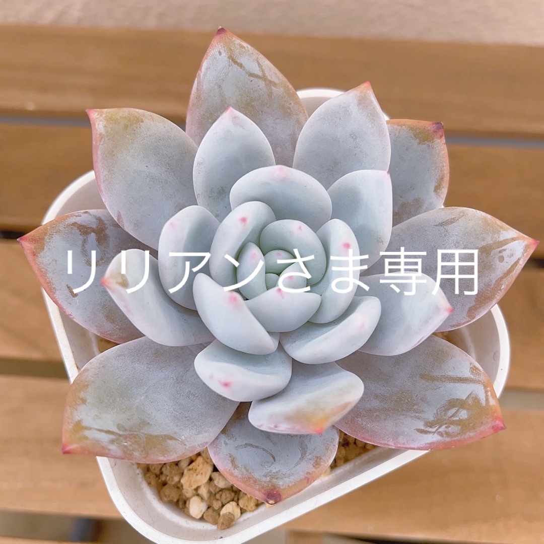 多肉植物　雪天使　スノーエンジェル　大苗　抜き苗 ハンドメイドのフラワー/ガーデン(その他)の商品写真