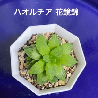 ハオルチア 花鏡錦　抜き苗(その他)