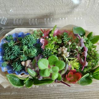 多肉植物お任せセダムカット苗セット(プランター)