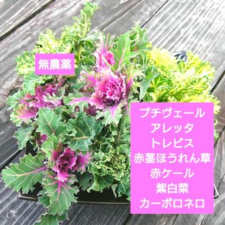 無農薬　野菜詰め合わせ　プチヴェール　アレッタ　トレビス　赤ケール　紫白菜(野菜)