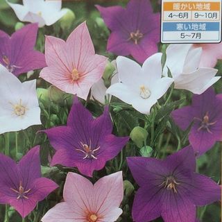 花の種　桔梗ミックス＋オマケ(その他)