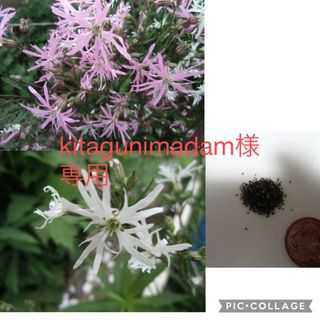 山野草　カッコウセンノウ　白花　ピンク花ミックス(その他)