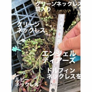 ぱぴぷ氏様専多肉植物　グリーンネックレス　ルビーネックレス(その他)