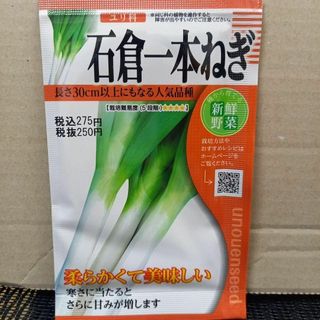 未開封＜野菜の種＞1000粒以上　石倉一本ねぎ　7ｍｌ　固定種　ネギ(プランター)