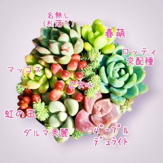 【多肉植物】春萌 マッコス 乙女心 虹の玉etc.カット苗 寄植え多肉セット(その他)