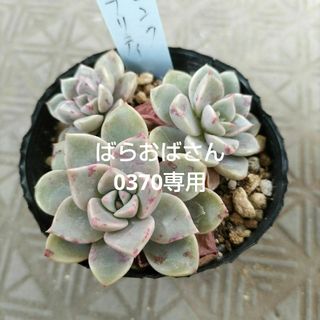 多肉植物　ピンクプリティ(その他)