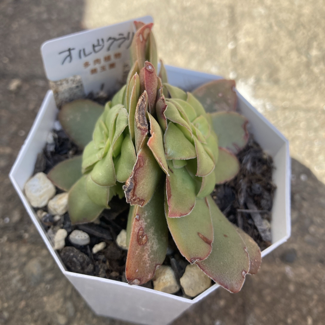 多肉植物　オルビクラリス ハンドメイドのフラワー/ガーデン(その他)の商品写真