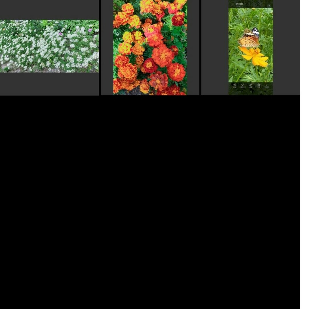オルレア 3株、花の種(黄花コスモス、オルレア、マリーゴールド) ハンドメイドのフラワー/ガーデン(プランター)の商品写真