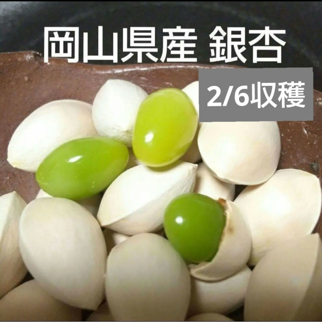 （令和6年）2024年 岡山県産 銀杏 ぎんなん 500g 栽培期間中農薬不使用 食品/飲料/酒の食品(野菜)の商品写真