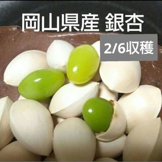 （令和6年）2024年 岡山県産 銀杏 ぎんなん 500g 栽培期間中農薬不使用(野菜)