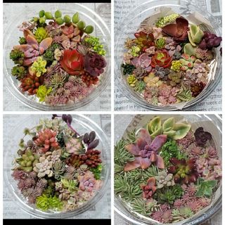 多肉植物　カット苗詰め合わせ　セット(その他)