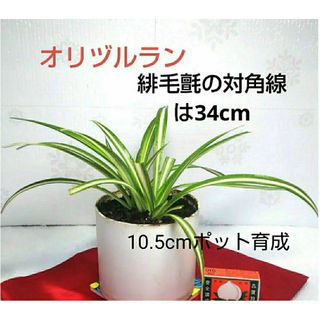 オリズルラン オリヅルラン 斑入り 発根苗 繁栄 恋愛運 元気な苗 観葉植物(その他)