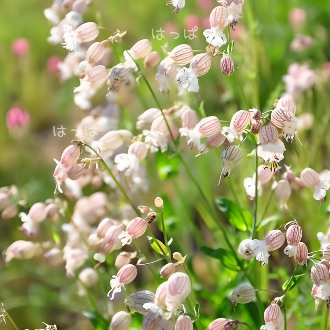 【増量中】 花の種 可愛い＆食べられるハーブ❁  白玉草 80粒 ハンドメイドのフラワー/ガーデン(その他)の商品写真