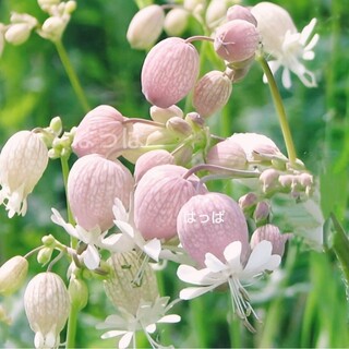 【増量中】 花の種 可愛い＆食べられるハーブ❁  白玉草 80粒(その他)