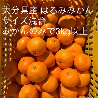 大分県産 はるみみかん　サイズ混合　みかんのみで3kg以上(フルーツ)