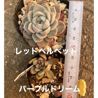 多肉植物　レッドベルベット　パープルドリーム(その他)