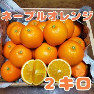 ネーブルオレンジ 2㌔ 小玉(フルーツ)