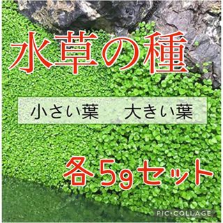 種から育てる水草　水草の種【小さい葉と大きい葉】各5gセット(アクアリウム)