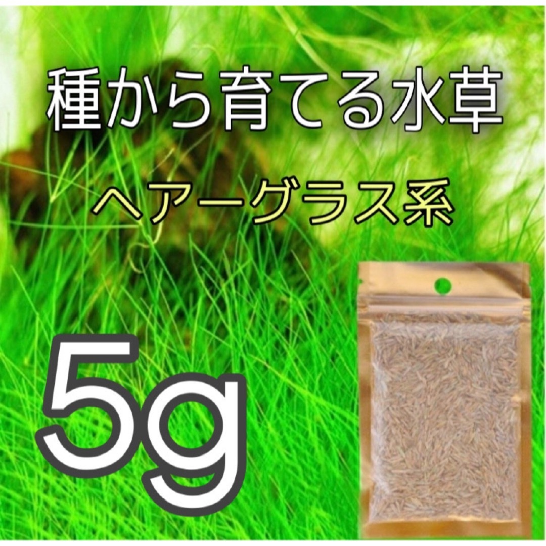 種から育てる水草　水草の種【小さい葉とヘアーグラス系】各5gセット その他のペット用品(アクアリウム)の商品写真