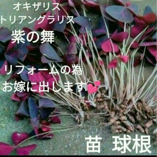 オキザリストリアングラリス紫の舞♥️10球+a(その他)