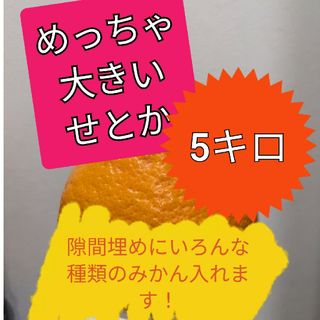 せとか詰め合わせ5キロ(フルーツ)