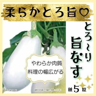 【野菜の種】柔らかとろ旨♡美味しい白ナス「とろ～り旨なす」種５粒(その他)