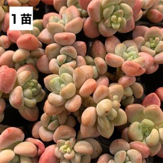 多肉植物　ピンクローシン　多頭　カット苗　１苗(その他)