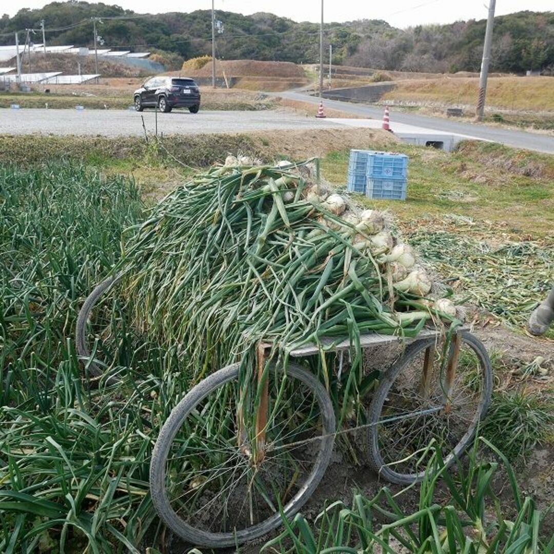 【旬の味わい】淡路島玉ねぎ！季節感を楽しむ逸品　B品3ｋｇ 食品/飲料/酒の食品(野菜)の商品写真