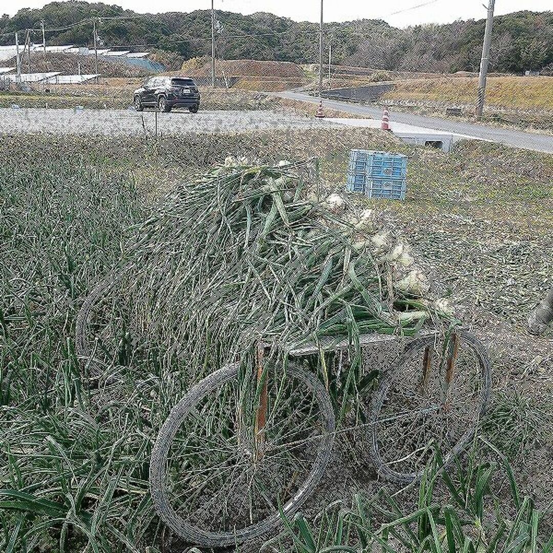 【旬の味わい】淡路島玉ねぎ！季節感を楽しむ逸品　B品3ｋｇ 食品/飲料/酒の食品(野菜)の商品写真