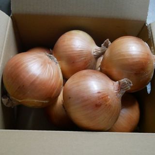 【旬の味わい】淡路島玉ねぎ！季節感を楽しむ逸品　B品3ｋｇ(野菜)