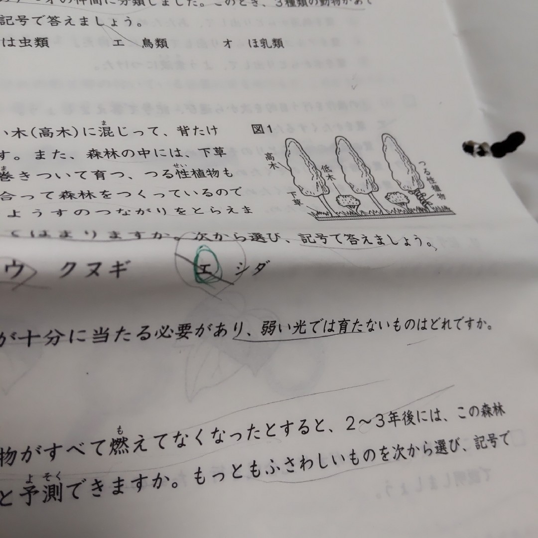 日能研 春期講習特別テスト 5年 国語 算数 理科 社会 解答解説 日能研 春期講習特別テスト 5年 国語 算数 理科 社会 解答解説