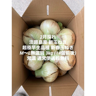 兵庫県 淡路島産 2月採れ 新玉ねぎ3kg 超極早生品種 新春玉ねぎ14個前後(野菜)