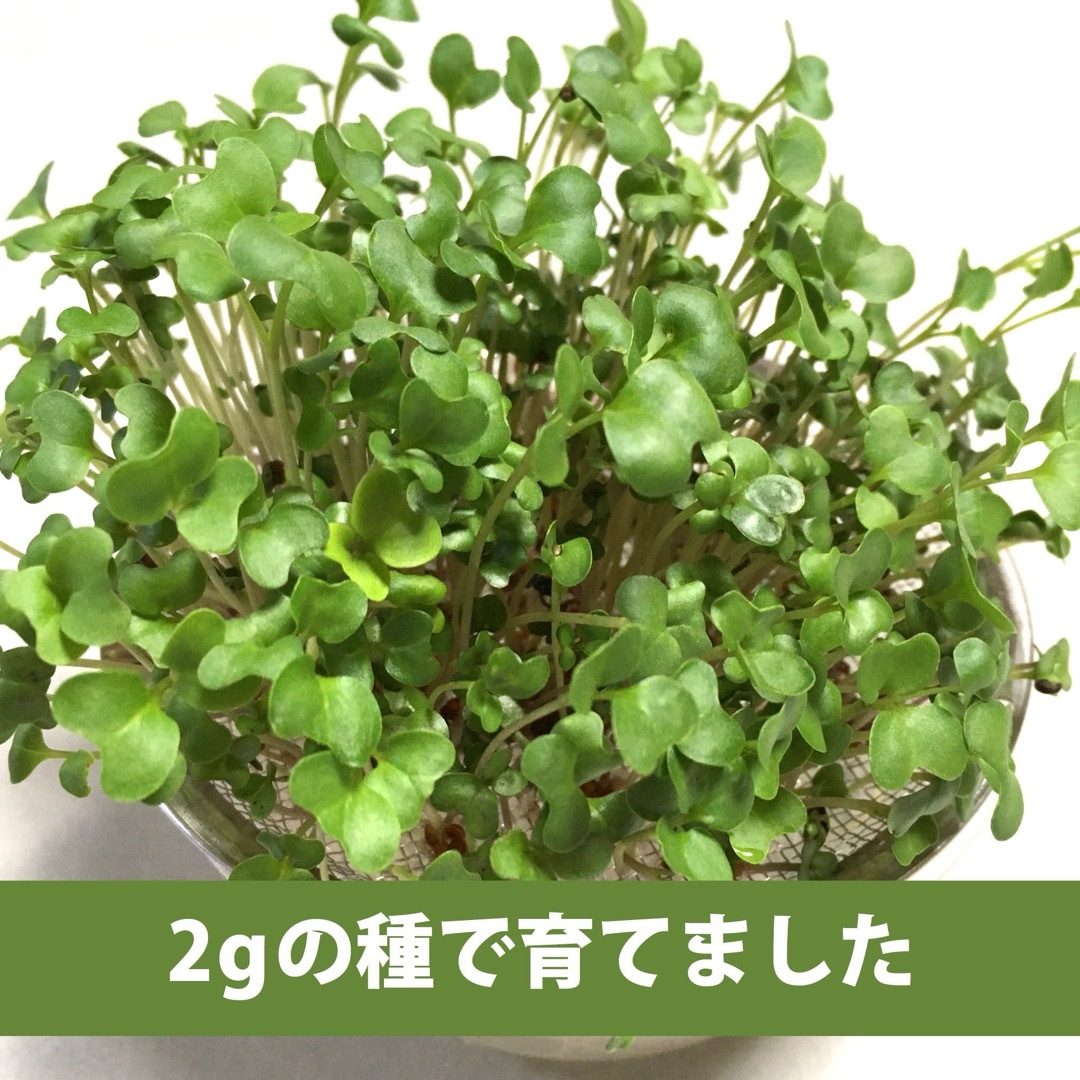 【4000粒】ブロッコリースプラウト 種 タネ　たね　20ml 食品/飲料/酒の食品(野菜)の商品写真